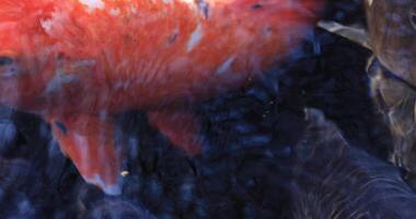 Swimming carp in the pond super closeup video