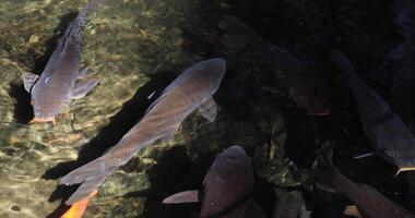 Swimming carp in the pond video