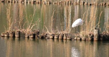 Heron in the pond copyspace video