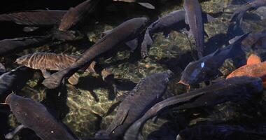 Swimming carp in the pond video