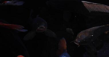 Swimming carp in the pond closeup video