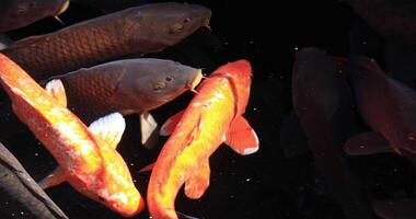 Swimming carp in the pond tracking shot video