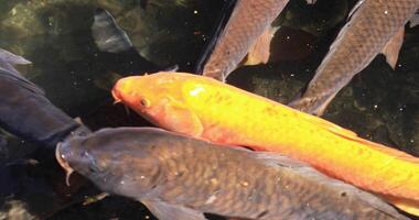 Swimming carp in the pond closeup video