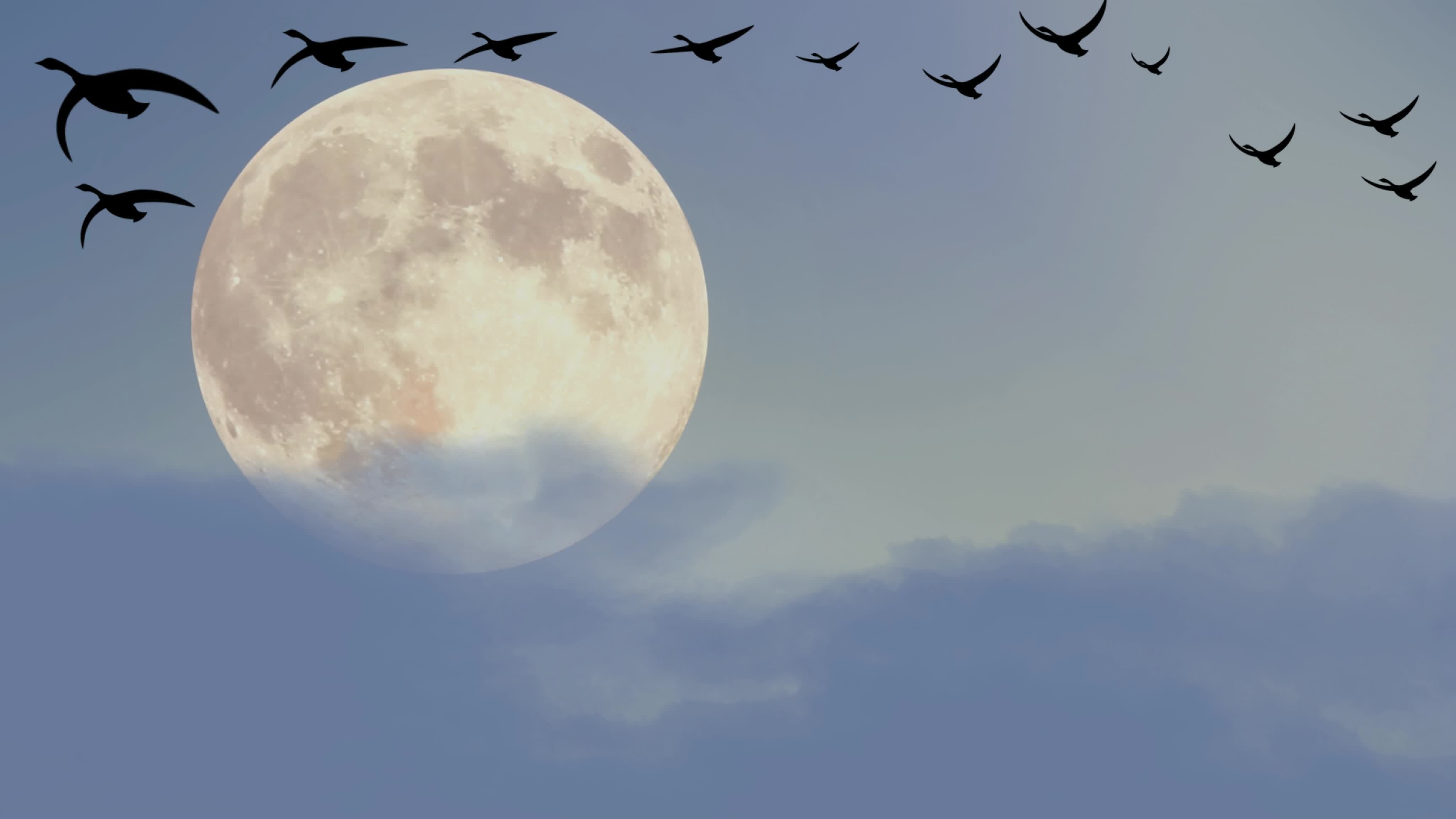 Moon Rise Animation with a large full moon is seen in the sky 44782892