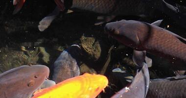 Swimming carp in the pond closeup video