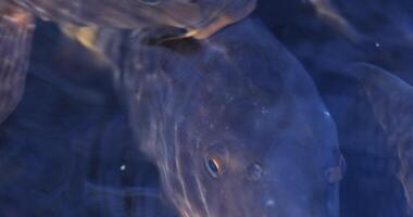 Swimming carp in the pond super closeup video