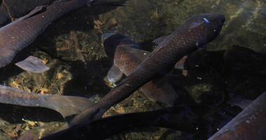 Swimming carp in the pond closeup video