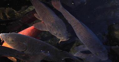 Swimming carp in the pond closeup video