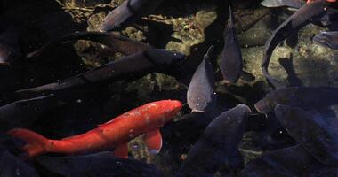 Swimming carp in the pond video