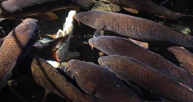 Swimming carp in the pond closeup video