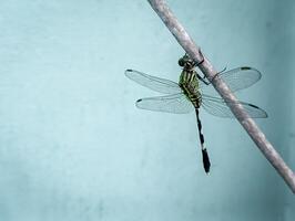 A dragonfly is sitting quietly on a cable photo