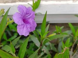 Shrub plant with bright purple golden flowers photo