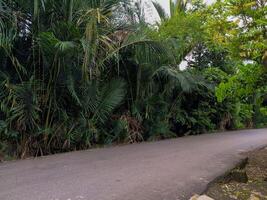 The asphalt road has sago trees growing around it photo