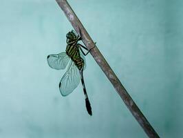 A dragonfly is sitting quietly on a cable photo