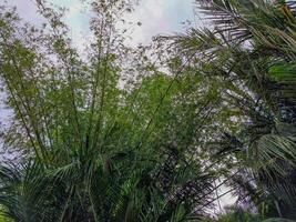 Bamboo tree shoots, low angle photo