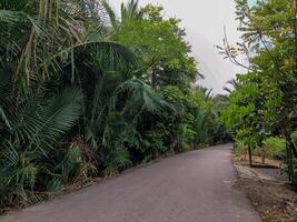 The asphalt road has sago trees growing around it photo