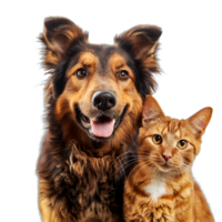 Lycklig hund och katt tillsammans på transparent bakgrund png