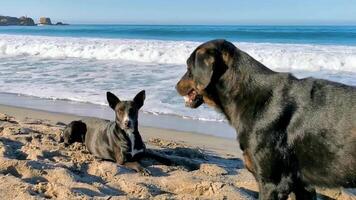 verdwaald hond bende groep Aan zonnig strand puerto escondido Mexico. video