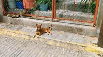 Russisches Spielzeugterrier-Hundeporträt, das reizend und süß Mexiko aussieht. video