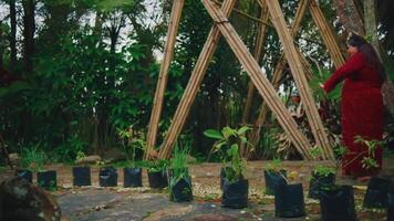 Woman in red working on sustainable agriculture project with wooden trellis and plant seedlings. video