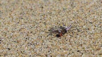 mycket liten sand krabba strand krabba drar äter flyga bi insekt. video