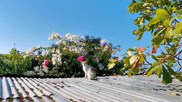 mignonne égarer chat animal de compagnie animal à l'extérieur dans gratuit la nature. video