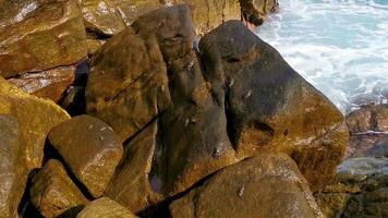 Black crab crabs on cliffs stones rocks Puerto Escondido Mexico. video