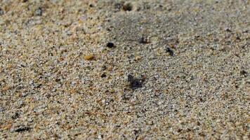 de minuscules crabes de crabe de plage de sable courent creuser sur la plage. video