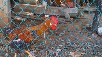 Rooster and hens chickens behind fence in Puerto Escondido Mexico. video