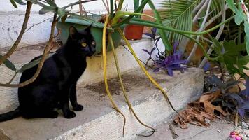 mignonne égarer chat avec d'or yeux à l'extérieur dans sur escaliers. video