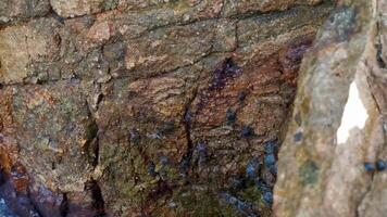 Black crab crabs on cliffs stones rocks Puerto Escondido Mexico. video