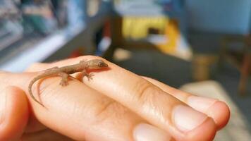 pequeño mini geco lagartija en el mano puerto escondido México. video
