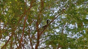 Squirrel sits runs jumps on plant palm tree in Mexico. video