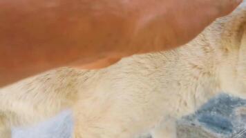 beroerte een schattig verdwaald kat buiten in vrij natuur in Mexico. video