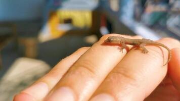 piccolo mini geco lucertola su il mano puerto escondido Messico. video