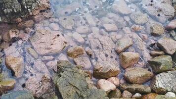 rocas piedras en agua con erizos de mar puerto escondido mexico. video