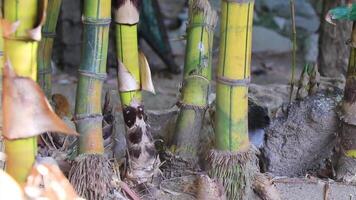 haan en kippen kippen in natuur Aan boerderij in Mexico. video