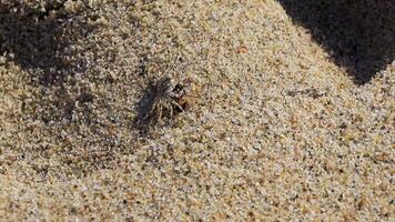 diminuto cangrejo de arena cangrejo de playa arrastra come mosca abeja insecto. video