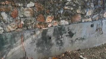 ampla Preto tarântula aranha em a parede porto escondido México. video