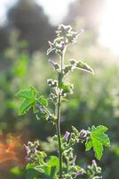 Plants illuminated by the rays of the morning sun. photo