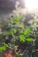 Plants illuminated by the rays of the morning sun. photo