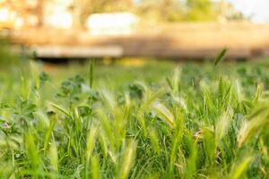 Natural background with wild plants. photo