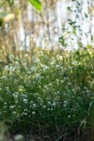 Small flowers and plants illuminated by the sun. photo