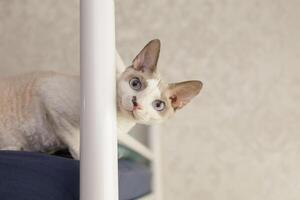 alegre blanco gatito empuja su cabeza Entre el cabecera de el cama y miradas dentro el cámara. un blanco gato de el devon rex criar. foto