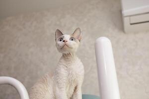 The white colored kitten looks up attentively. A white cat of the Devon Rex breed. photo