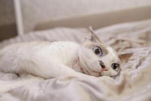 Close-up of a scared kitten's face lying on the bed. A frightened cat with big eyes and pinned ears. photo