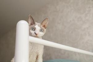 The white kitten climbs up and watches. A white cat of the Devon Rex breed. photo