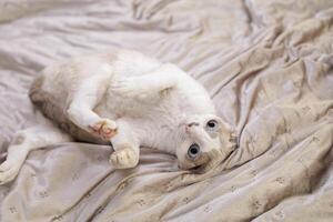 un asustado gatito mentiras patas arriba y miradas en horror. un asustado gato con grande ojos y clavado orejas. foto