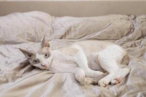 The white kitten is sprawled out on the bed and resting. A frightened cat with big eyes and pinned ears. photo