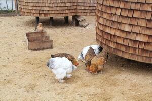 Free-range egg-laying chicken farming and agriculture outdoor for free range eating. Organic sustainable farm. Poultry pet small business on backyard rural. Hen cock on countryside farmyard photo